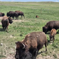 Terry Bison Ranch - Cheyenne