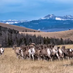 National Bighorn Sheep Interpretive Center - Dubois