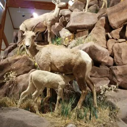 National Bighorn Sheep Interpretive Center - Dubois