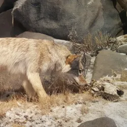 National Bighorn Sheep Interpretive Center - Dubois