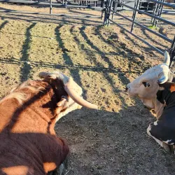 Jackson Hole Rodeo - Jackson