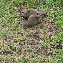Mormon Row Historic District - Jackson