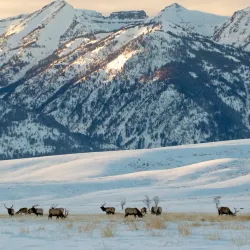 National Elk Refuge - Jackson