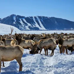 National Elk Refuge - Jackson