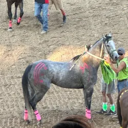 Sheridan WYO Rodeo - Sheridan