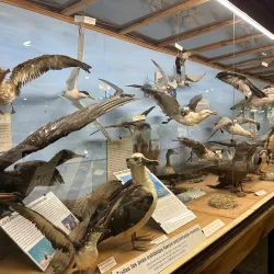 Museo del Mar - Atlantida