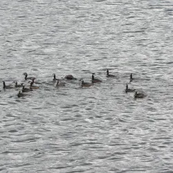 Reserva Natural de la Laguna del Diario - Atlantida