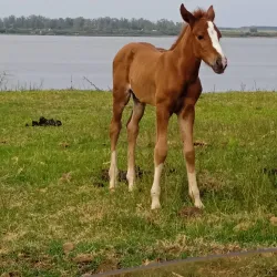 Playa Bella Unión - Bella Unión