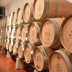 Viñedo Bouza - Canelones