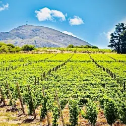 Viñedo Bouza - Canelones