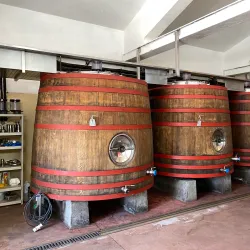 Viñedo Bouza - Canelones