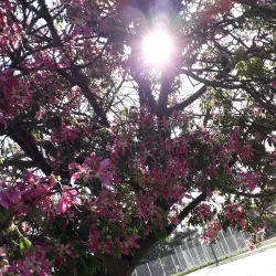 Parque Batlle - Montevideo