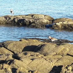 Rambla of Montevideo - Montevideo