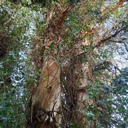 Parque Artigas - Pando