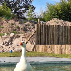Reserva Natural Laguna del Cisne - Pando