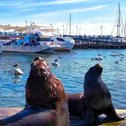 Puerto de Punta del Este - Punta del Este