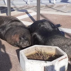 Puerto de Punta del Este - Punta del Este