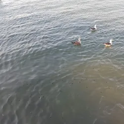 Puerto de Punta del Este - Punta del Este