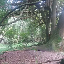 Laguna de Castillos - Rocha