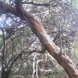 Laguna de Castillos - Rocha