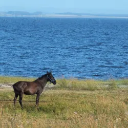 Laguna de Rocha - Rocha