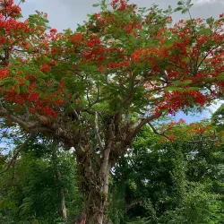 St. George Village Botanical Garden - Christiansted