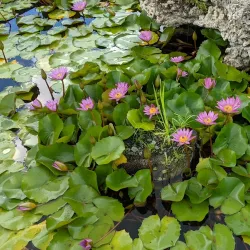 St. George Village Botanical Garden - Christiansted