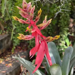 St. George Village Botanical Garden - Christiansted