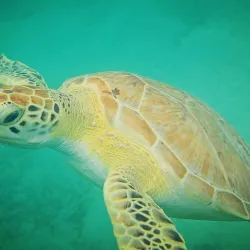 Maho Bay Beach - Cruz Bay