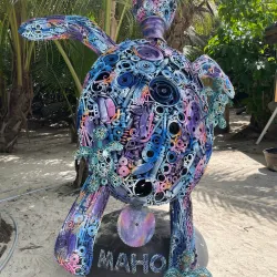 Maho Bay Beach - Cruz Bay