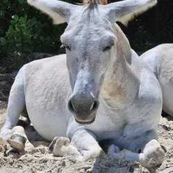 Maho Bay Beach - Cruz Bay