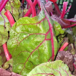 Frederiksted Farmers Market - Frederiksted
