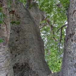 St. Croix Heritage Trail - Frederiksted