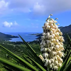 Coral Bay - Saint John Island