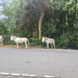 Cinnamon Bay Beach - St John