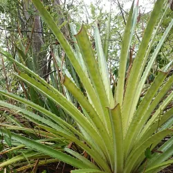 Lind Point Trail - St John