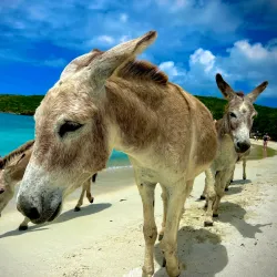 Salt Pond Bay - St John