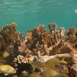 Waterlemon Cay - St John