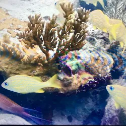 Waterlemon Cay - St John