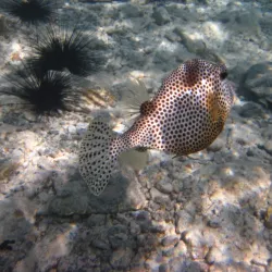 Waterlemon Cay - St John