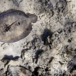 Waterlemon Cay - St John