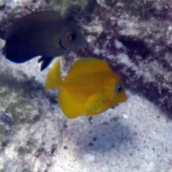 Waterlemon Cay - St John