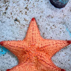 Coral World Ocean Park - St Thomas