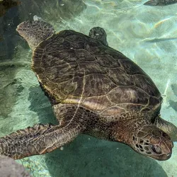 Coral World Ocean Park - St Thomas