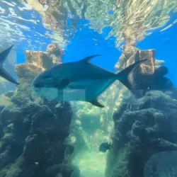 Coral World Ocean Park - St Thomas