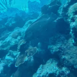 Coral World Ocean Park - St Thomas