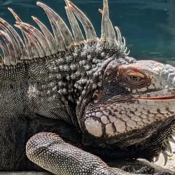 Coral World Ocean Park - St Thomas