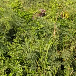 Drake's Seat - St Thomas