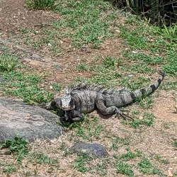 Drake's Seat - St Thomas