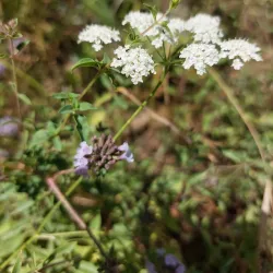 Angren City Park - Angren